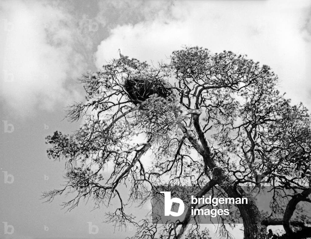 Stork's nest on a pine tree in East Prussia, 1930s (b/w photo)