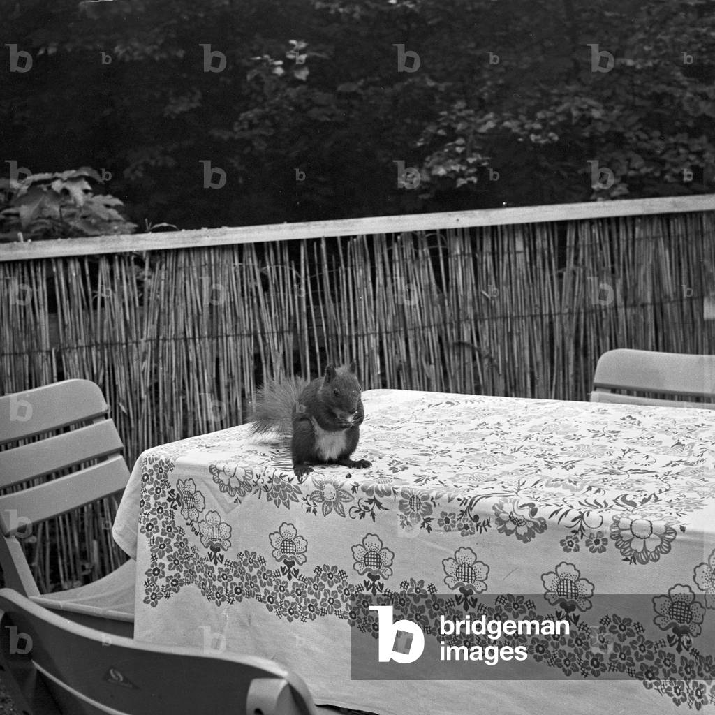 A squirrel sitting on a table at a garden restaurant in Berlin, Germany 1950s