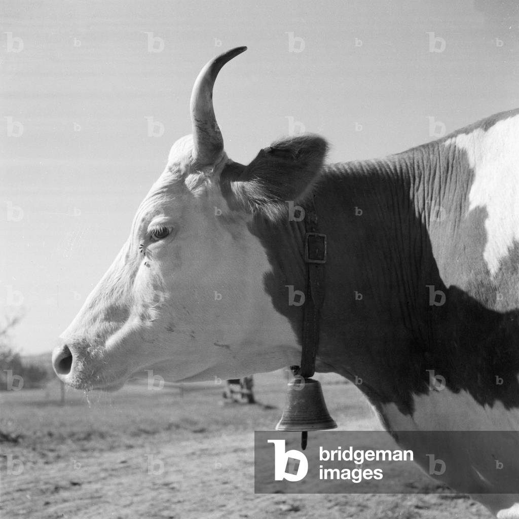 In the Black Forest region, Germany 1930s (b/w photo)