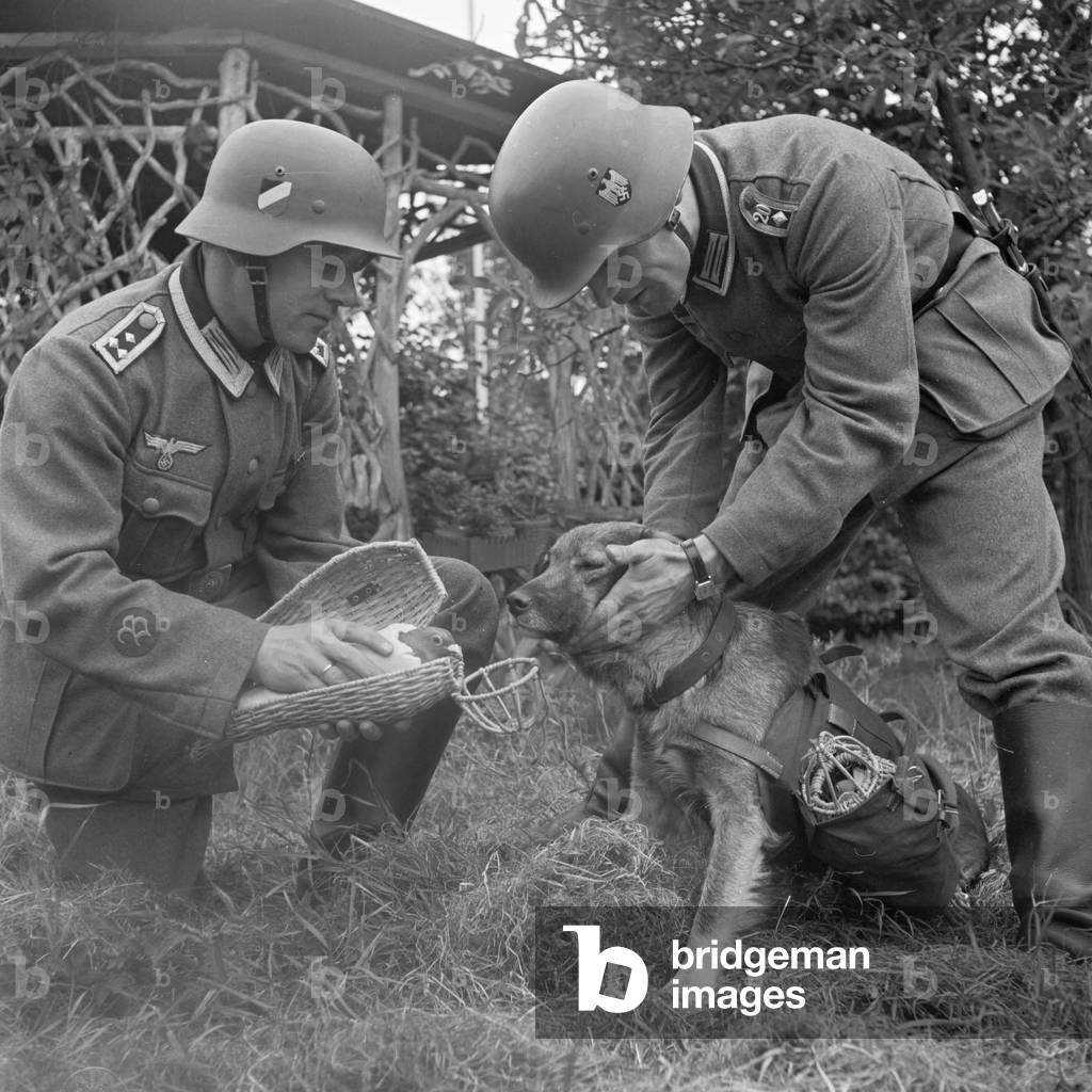 The dog learning to see the carrier pigeon not as a swag, Germany 1940s (b/w photo)