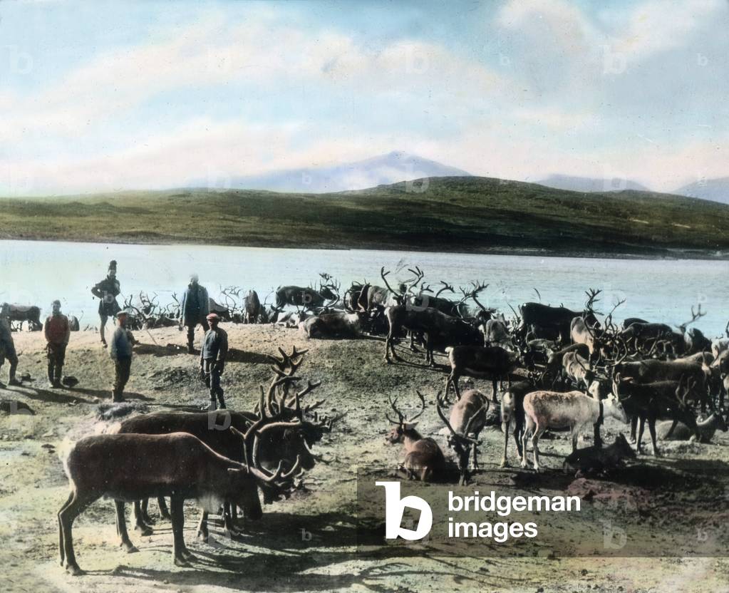 Sweden, Reindeer graze near a lake in the province of Jmtland. Image date: circa 1920. Carl Simon Archive
