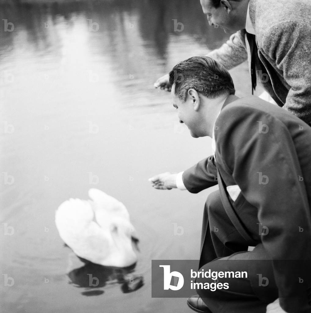Roger Desry feeding a swan at a lake