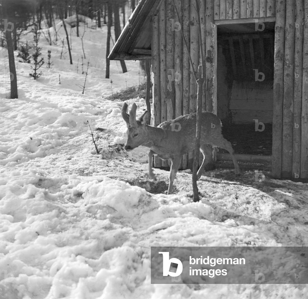 An excursion to the ski region Reheberg in the Erz Mountains, Germany 1930s (b/w photo)