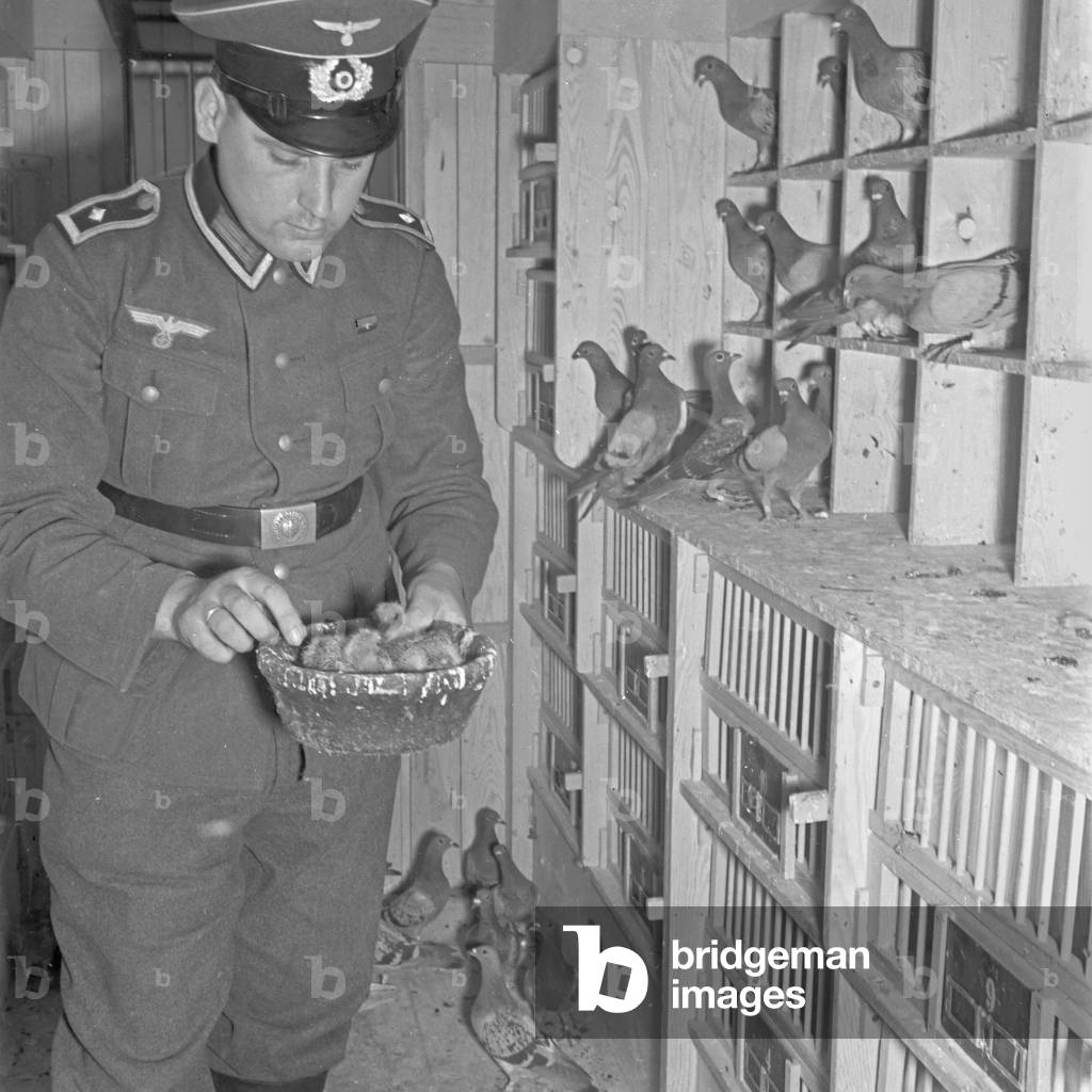 At the pigeonry: the pigeon master with two chicks of a very talented parent couple, Germany 1940s (b/w photo)