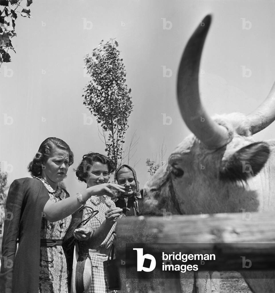 Three young women at the cattle compound at Wilhelma zoological gardens at Stuttgart, Germany 1930s (b/w photo)