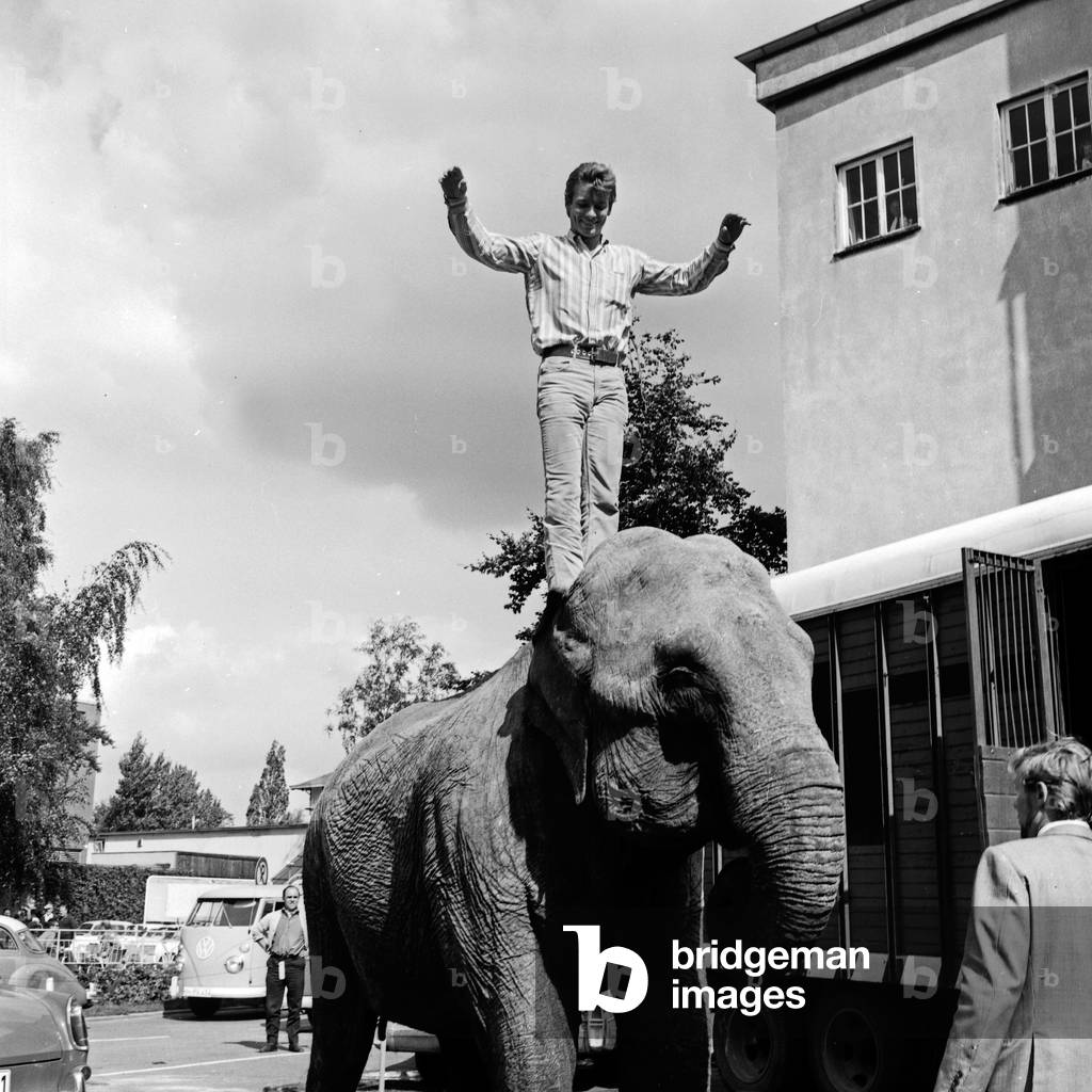 An elephant on the way to the studio of German TV station Zweites Deutsches Fernsehen at Hamburg, Germany 1960s