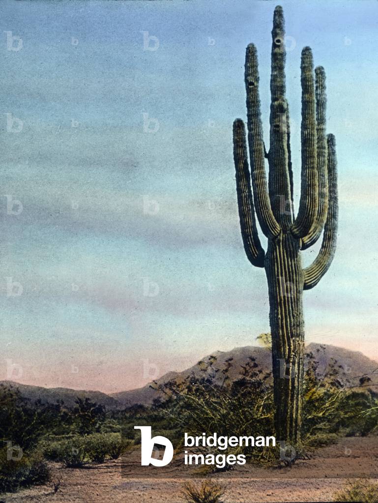 United States of America, Arizona, Giant Cactus in the Sonora desert, image date: circa 1920. Carl Simon Archive