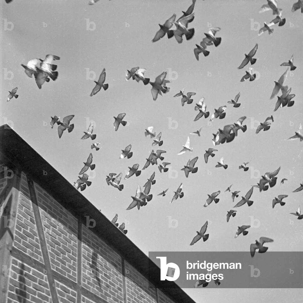 Swarm of carrier pigeons over the military animal obedience school, Germany 1940s (b/w photo)