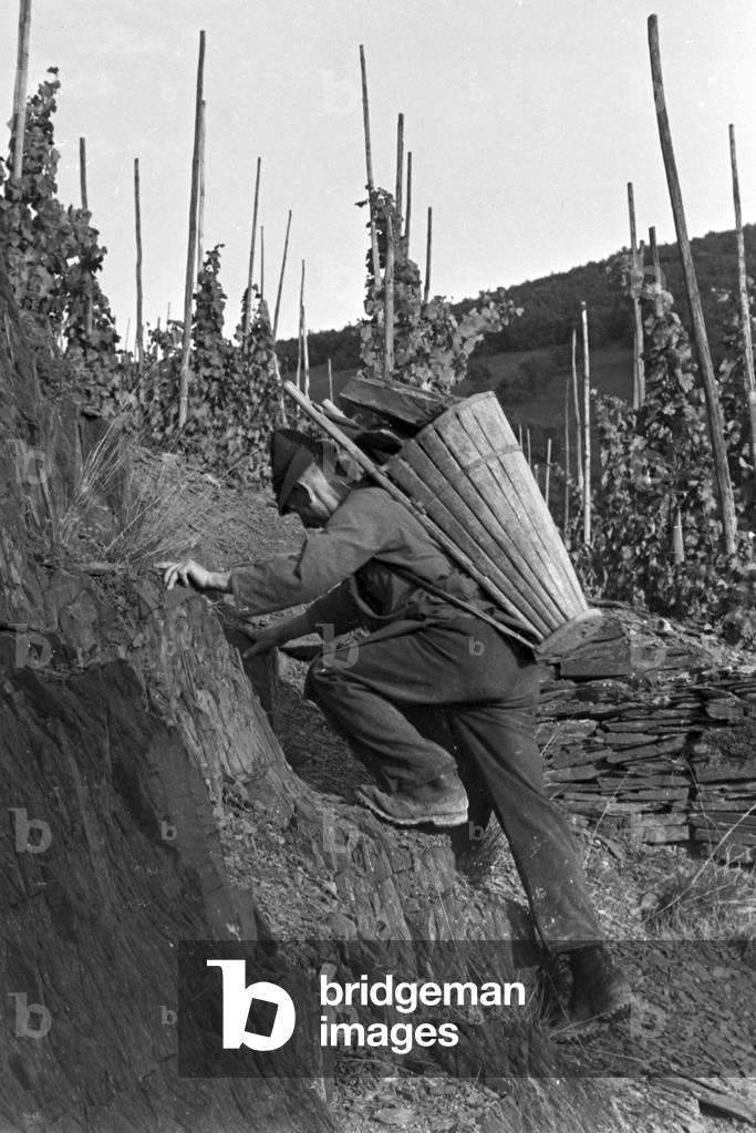 Winegrowers on their way to work, Germany 1930s (b/w photo)