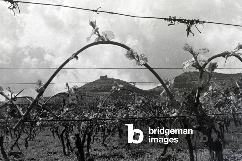 An excursion to the German Wine Route in the Palatinate, Germany 1930s (b/w photo)
