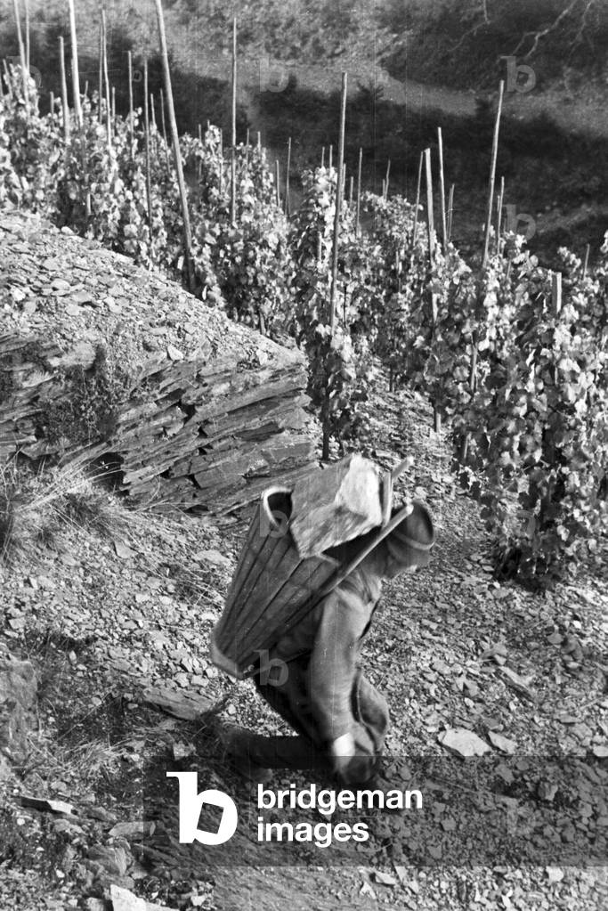 Winegrowers on their way to work, Germany 1930s (b/w photo)