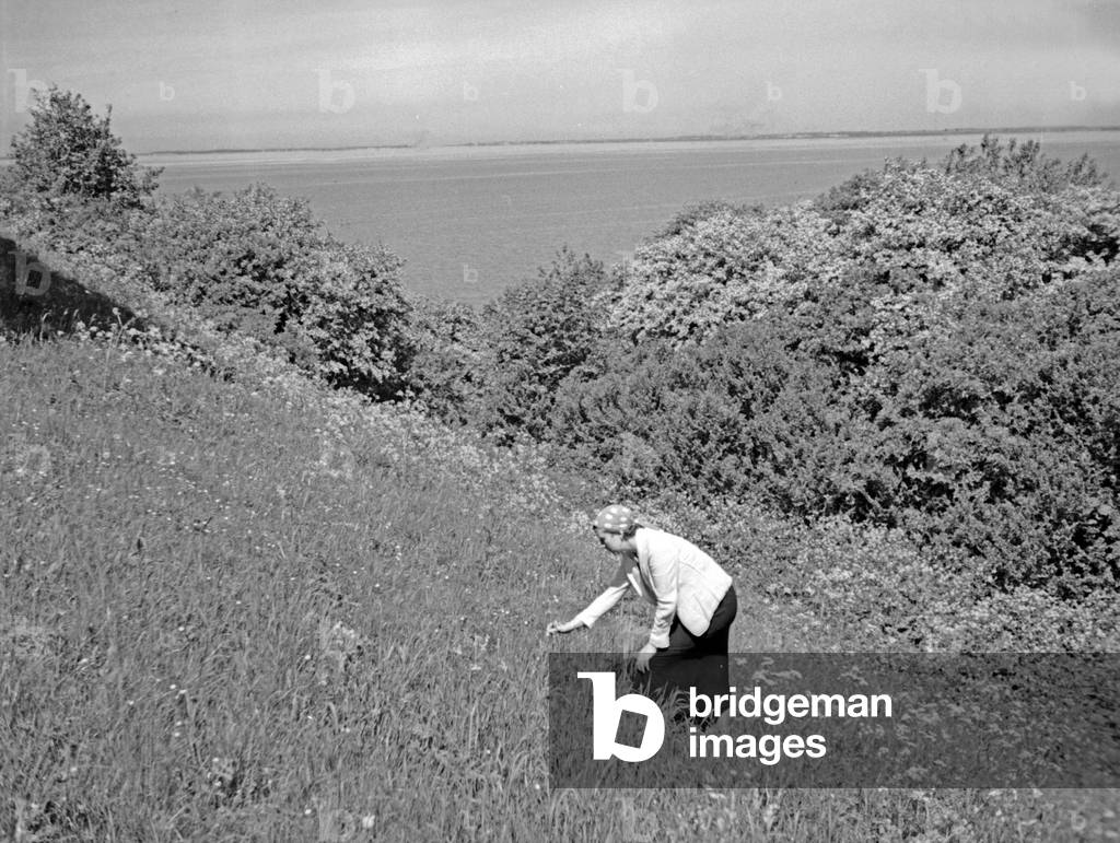 View from Kahlholz coast to Vistula Lagoon, East Prussia, 1930s (b/w photo)