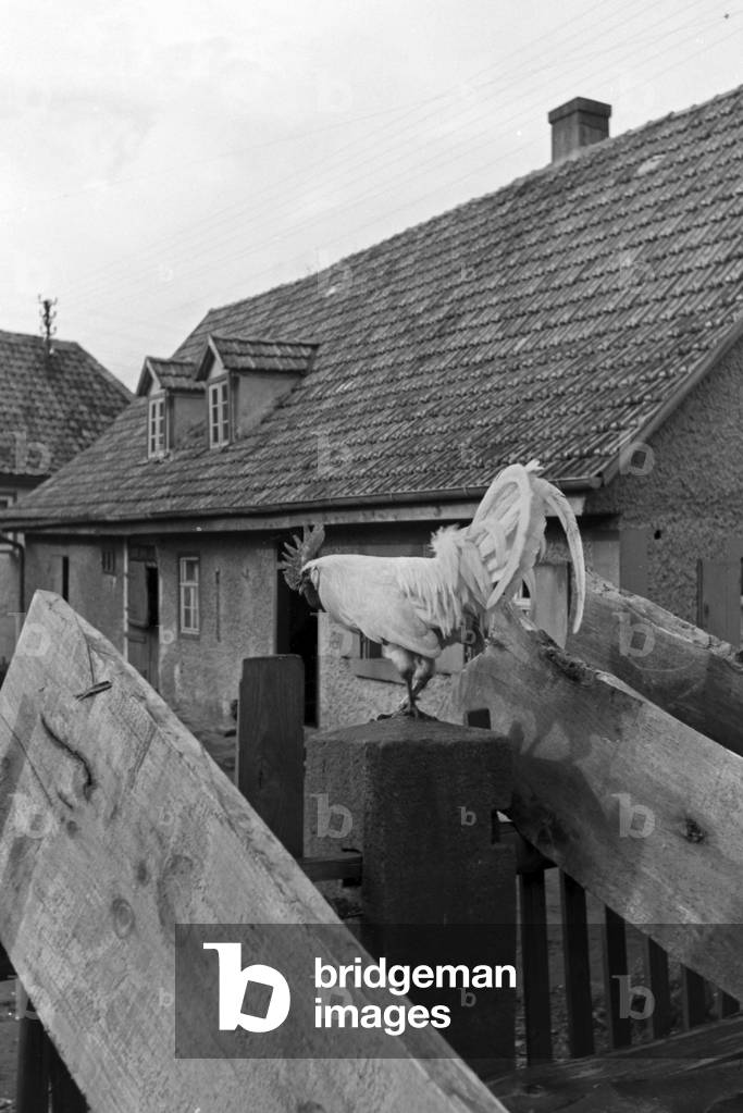 Cock on the roof of the farmhouse of the Knipser family, Germany 1930s (b/w photo)