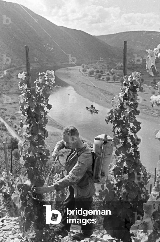 Winegrower at work in hnis vineyard near Beilstein, Germany 1930s (b/w photo)