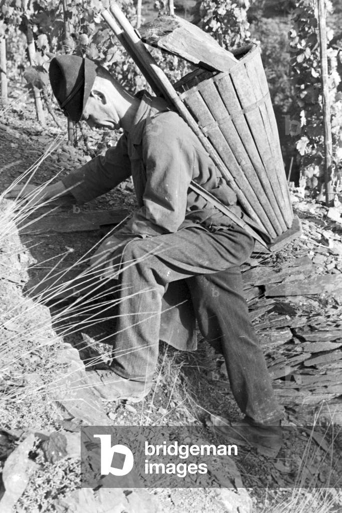 Winegrowers on their way to work, Germany 1930s (b/w photo)