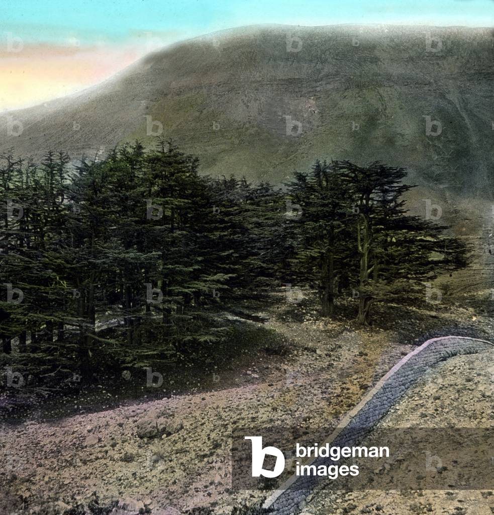 A cedar forest in the Lebanon, 1920s