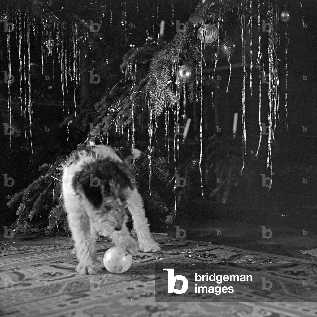A little puppy playing with a ball under the christmas tree, Germany 1930s (b/w photo)