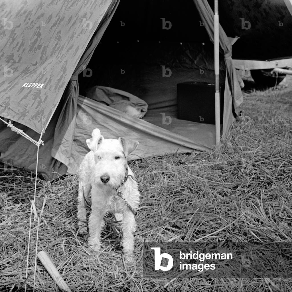 A fox terrier dog in front of a tent of the brand Klepper, Germany 1930s (b/w photo)