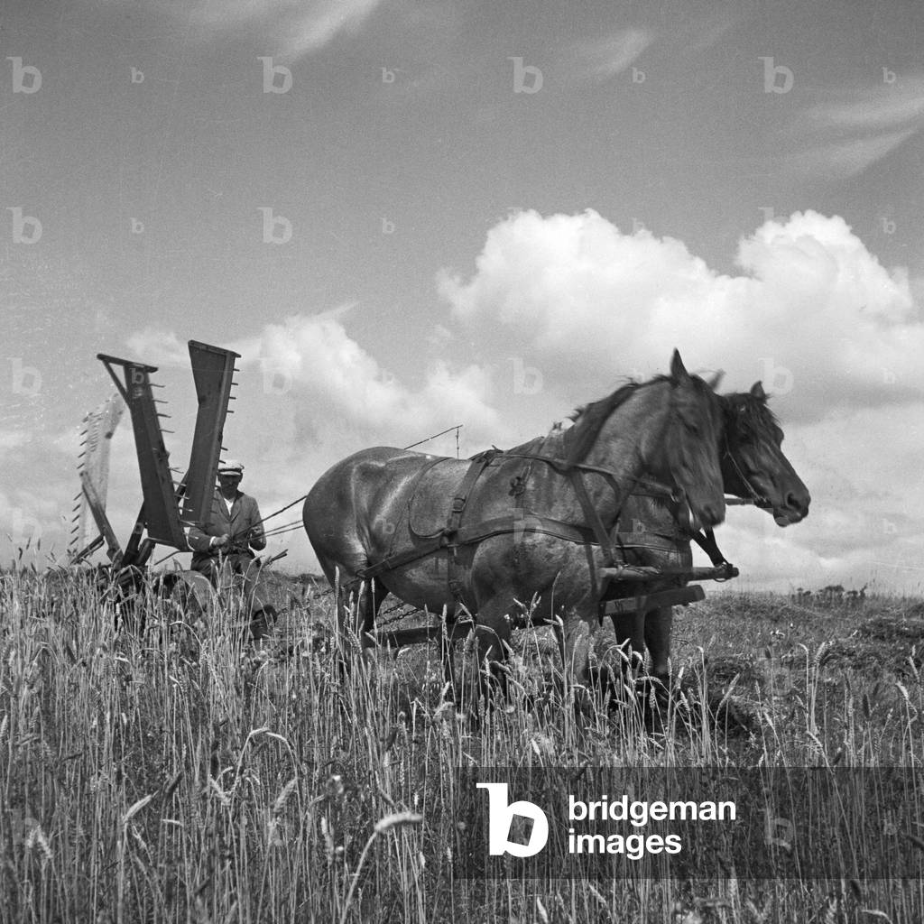 A farmer working onhis field in Masuria in East Prussia, Germany 1930s (b/w photo)