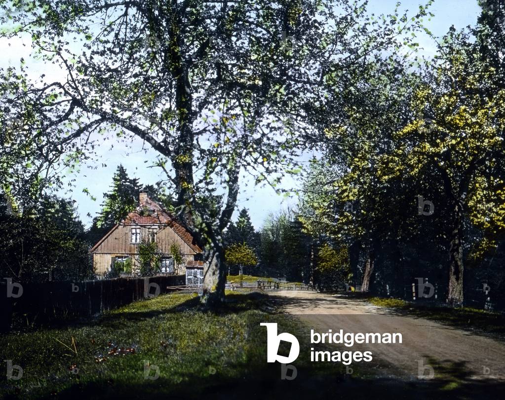 Cherry blossom time near Elbingerode in the Harz region