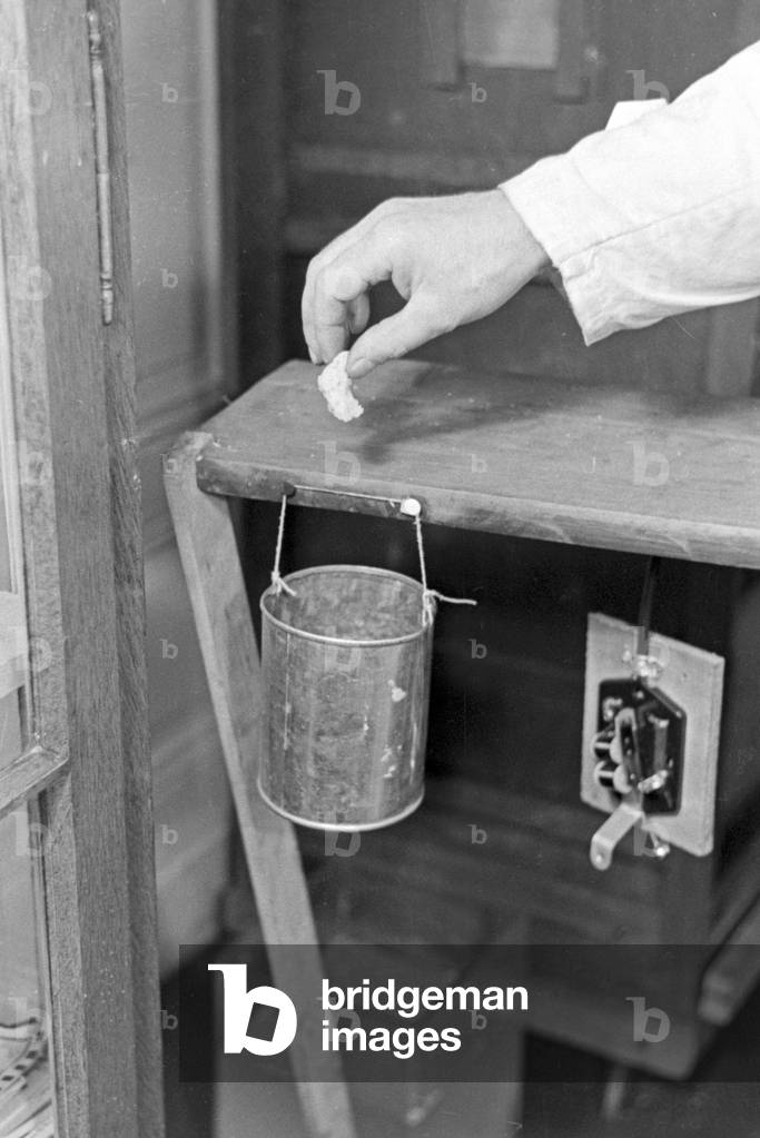 A hand of a staff member of the institute for animal psychology at the Wilhelms university of Muenster hiding some food as reward in a tin can, Germany 1930s (b/w photo)