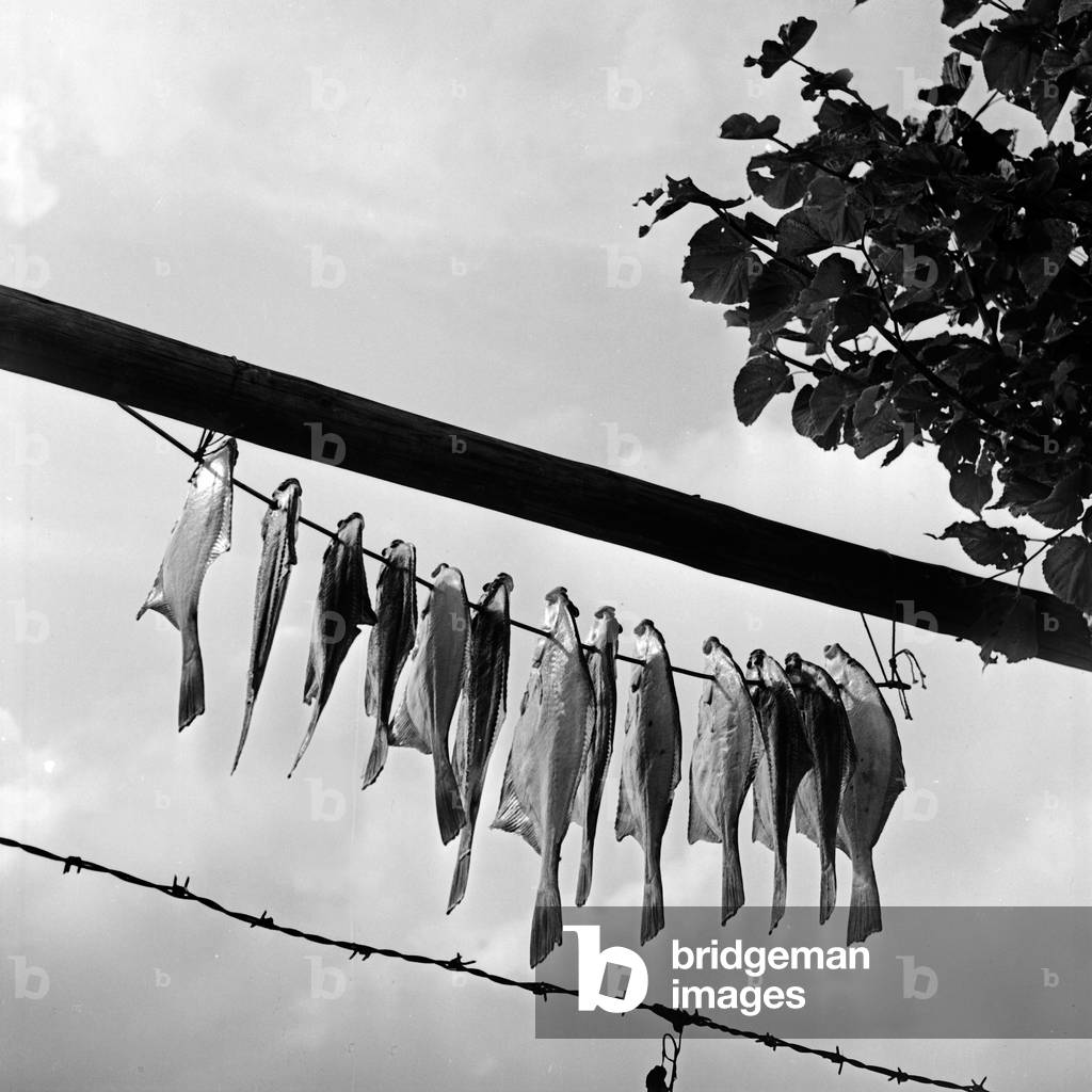 Fish is dried at the coast of Sambia in East Prussia, Germany 1930s (b/w photo)