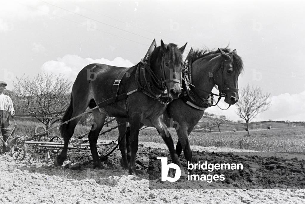 A rhenish farmer working, Germany 1930s (b/w photo)
