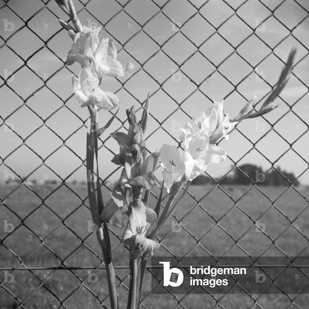 A flower on a mesh wire fence, Germany 1930s (b/w photo)