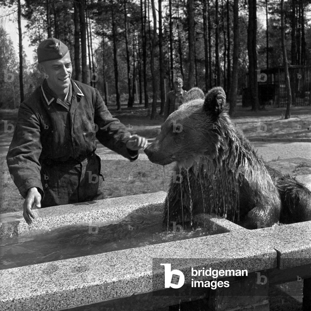 Free time - he spends a lot of funny hours with the company bear, Germany 1940s (b/w photo)