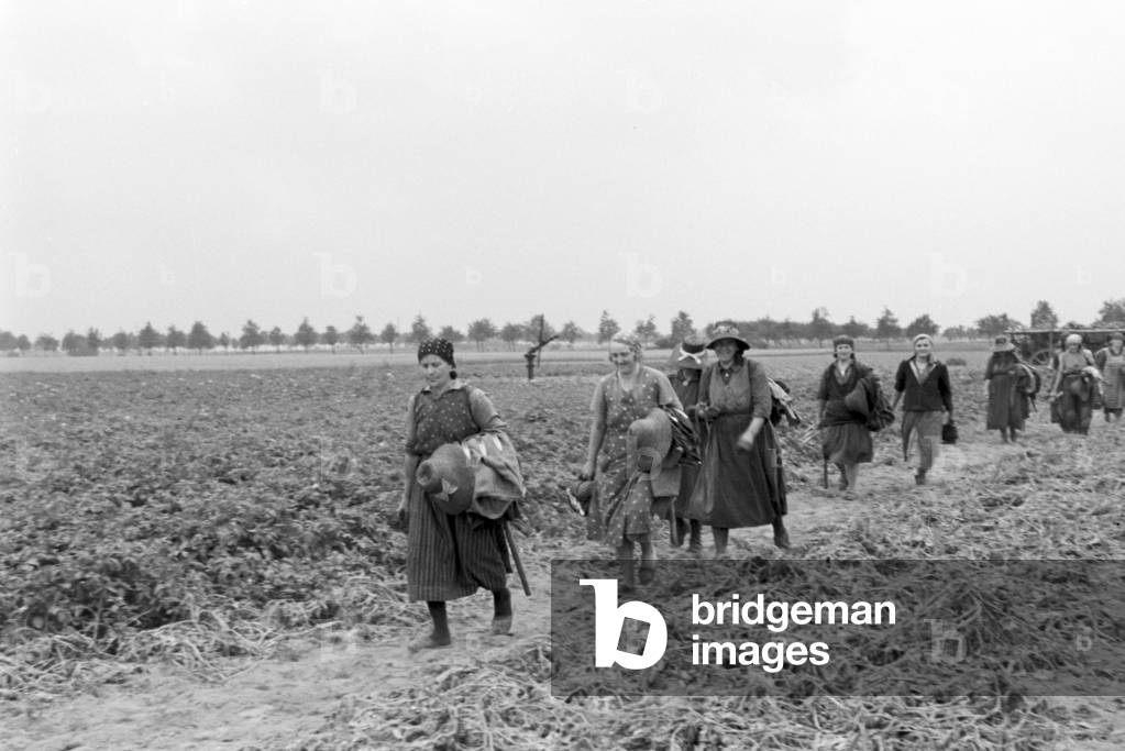 A sprinkler system in its agricultural use at a potato field, Germany 1930s (b/w photo)