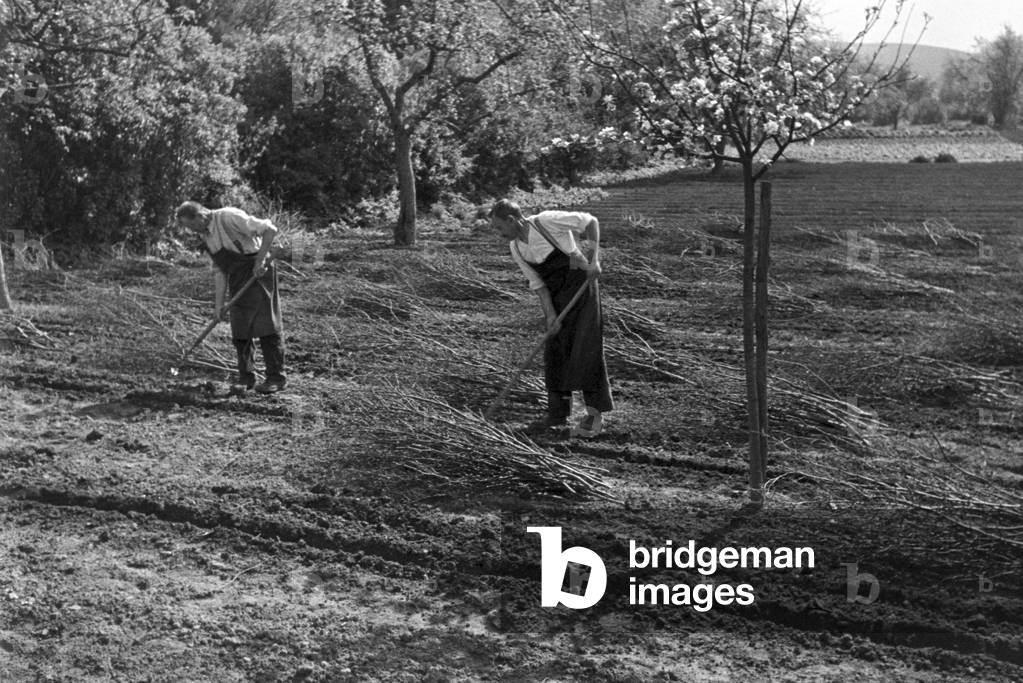 Gardening at Amorbach, Germany 1930s (b/w photo)