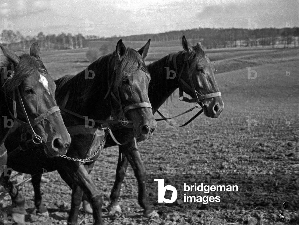 Three farm horses ploughing the field in Masuria, East Prussia, 1930s (b/w photo)