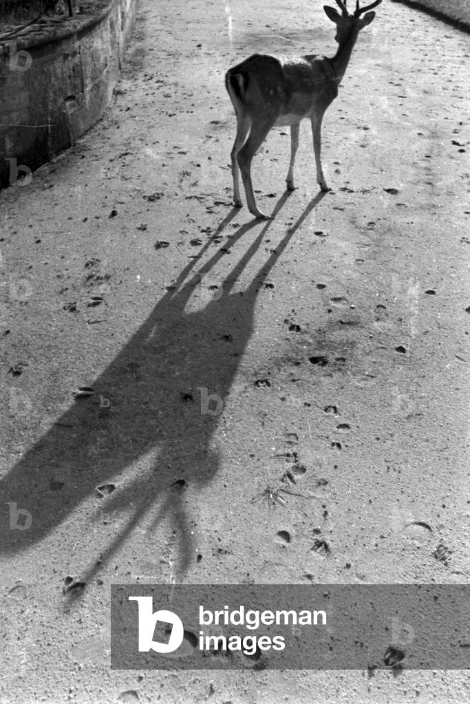 A trip to Pommersfeld and Iphofen, Germany 1930s (b/w photo)