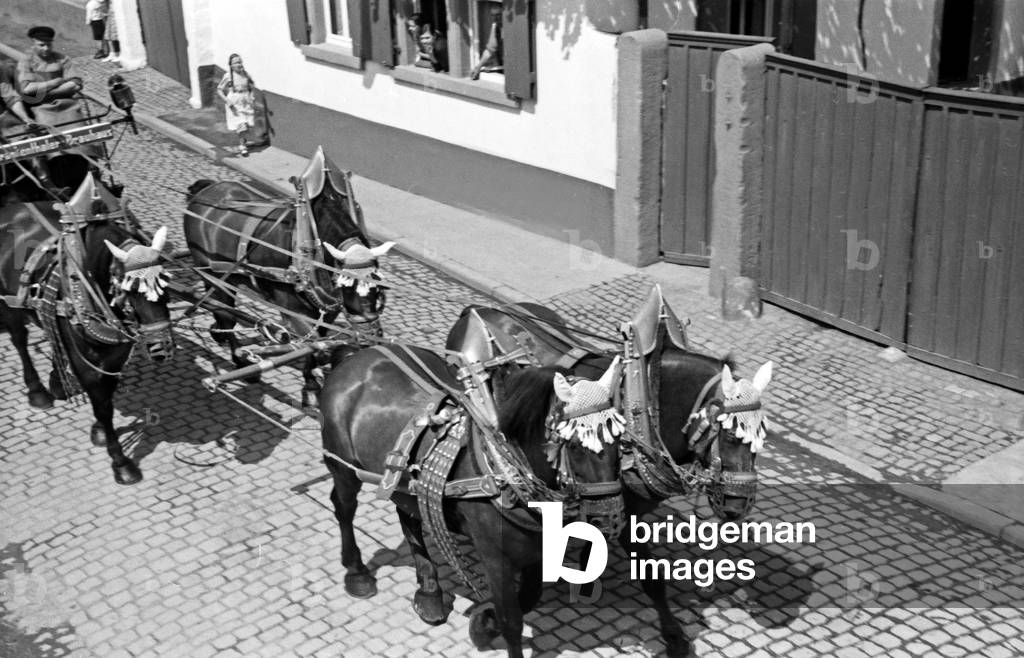 Harnessed team of the Eichbaum breweries at the pageant of the annual radish fair at Schifferstadt, Germany 1930s (b/w photo)