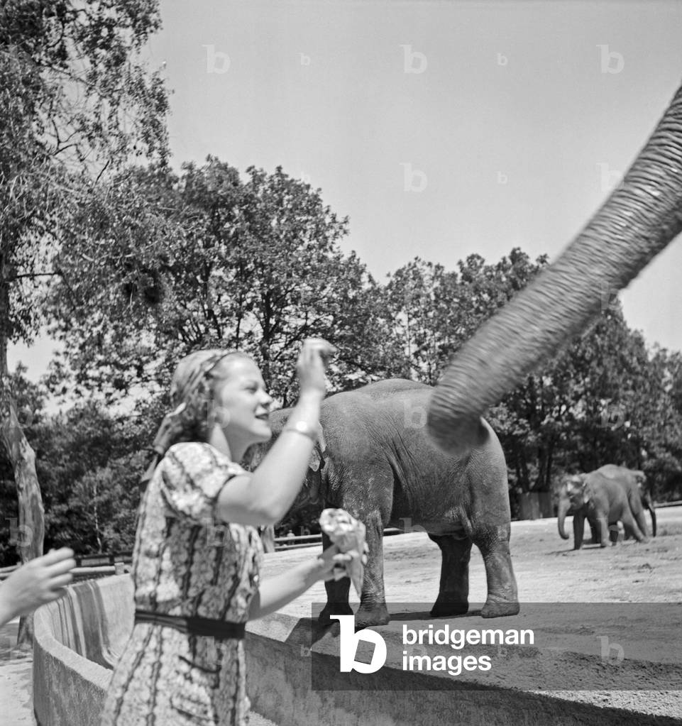 A woman at the elephant compound at Wilhelma zoological garden in Stuttgart, Germany 1930s (b/w photo)