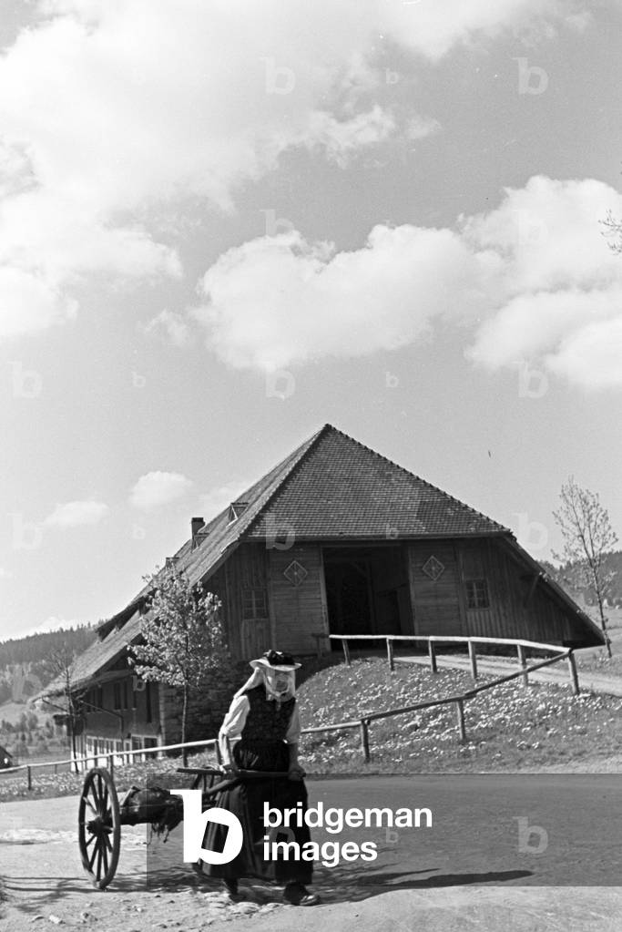 An old woman wearing a garb is pulling a wooden cart along the street in the Black Forest, Germany 1930s (b/w photo)