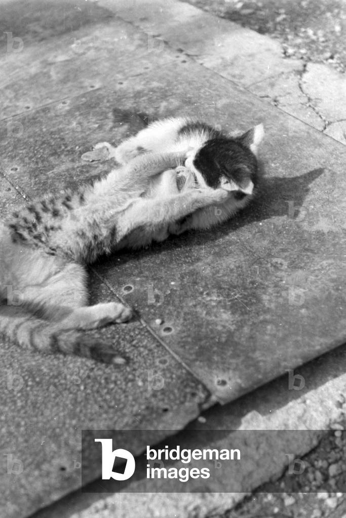 Cats playing with each other, Germany 1930s (b/w photo)