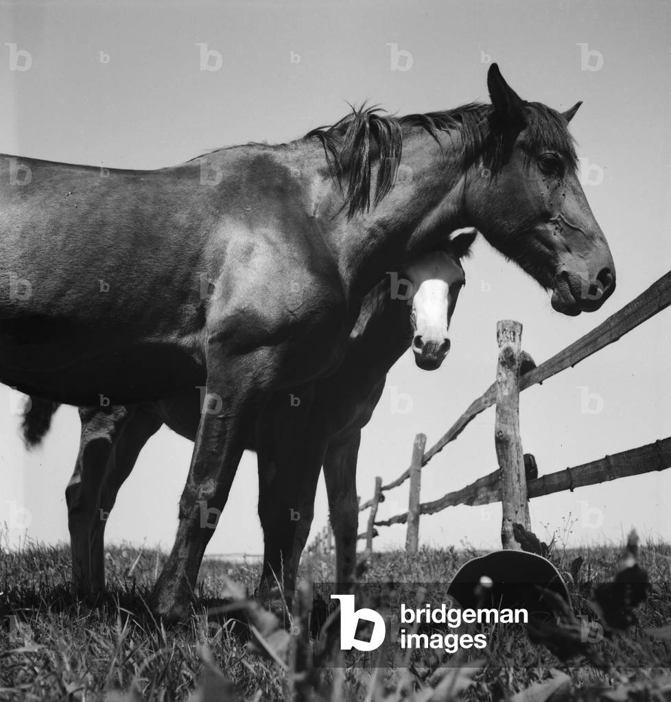 Summer in the countryside, Germany 1930s (b/w photo)