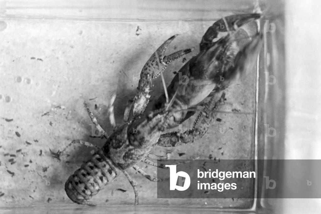 Lobsters in their bassin at the Reichsanstalt fuer Fischerei in Berlin, Germany 1930s (b/w photo)
