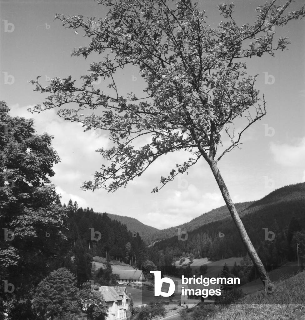 Summer in the Black Forrest, Germany 1930s (b/w photo)
