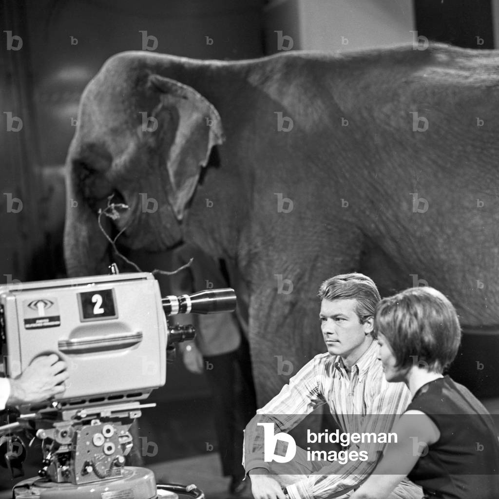 An elephant on the way to the studio of German TV station Zweites Deutsches Fernsehen at Hamburg, Germany 1960s
