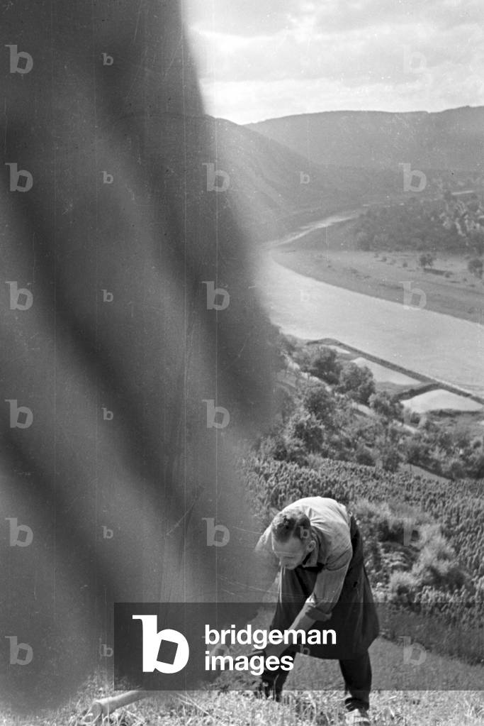 Winegrower at work in the vineyard, Germany 1930s (b/w photo)
