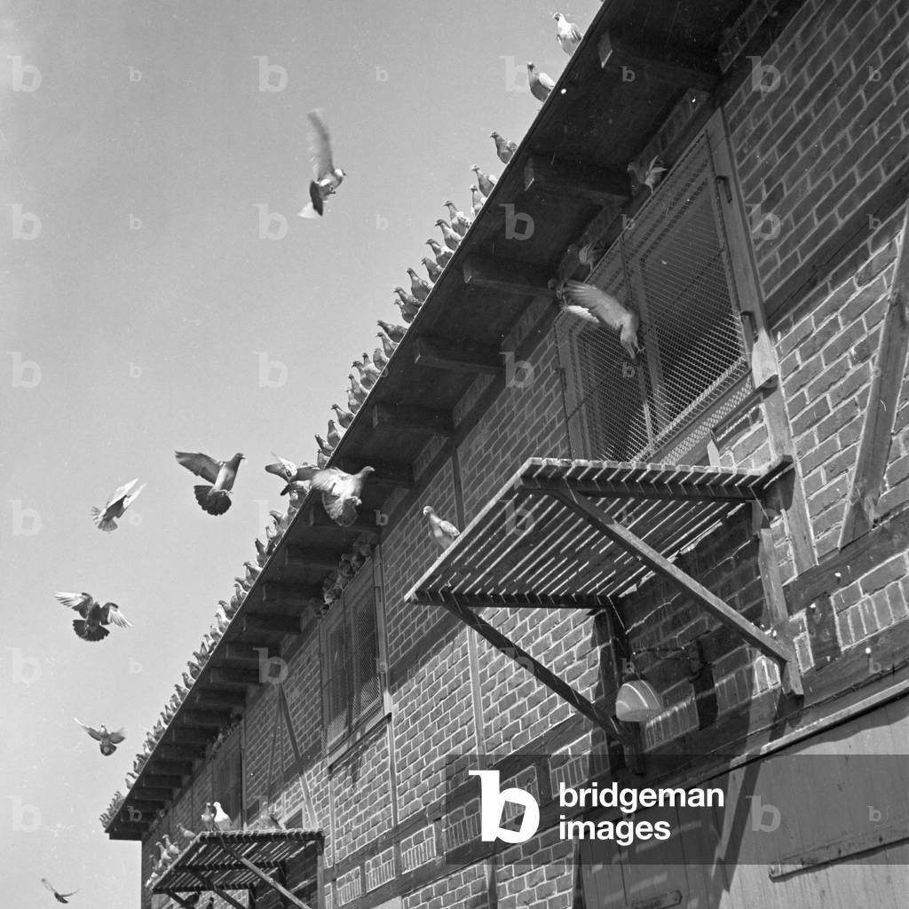 One whistle of the pigeon master is enough to make the pigeon land on the roof, Germany 1940s (b/w photo)