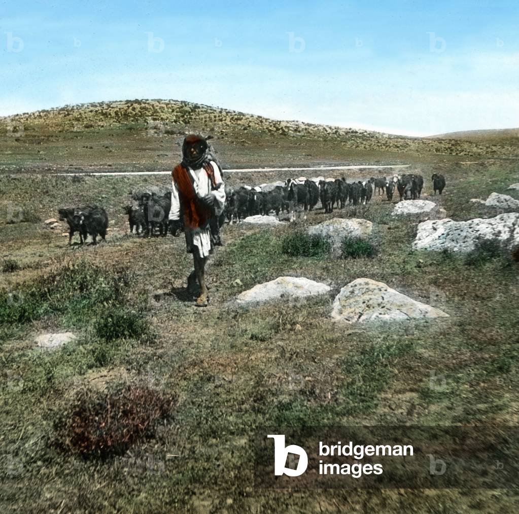 A herder with his flock of sheep near Bethlehem, 1920s