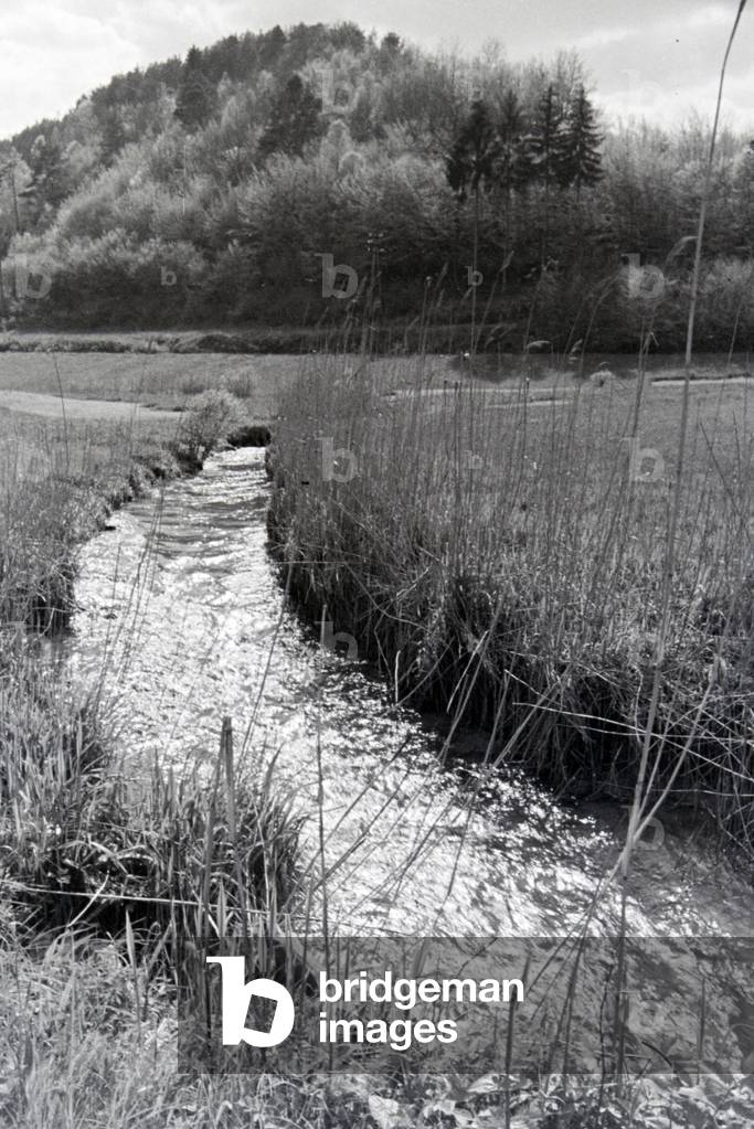 An excursion to the Forest of Odes, Germany 1930s (b/w photo)