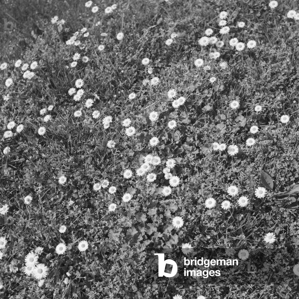 Lawn with flowers, Germany 1930s (b/w photo)