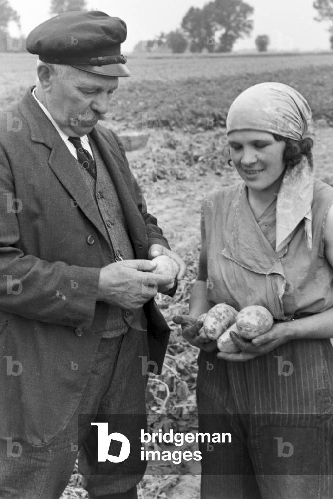 A sprinkler system in its agricultural use at a potato field, Germany 1930s (b/w photo)
