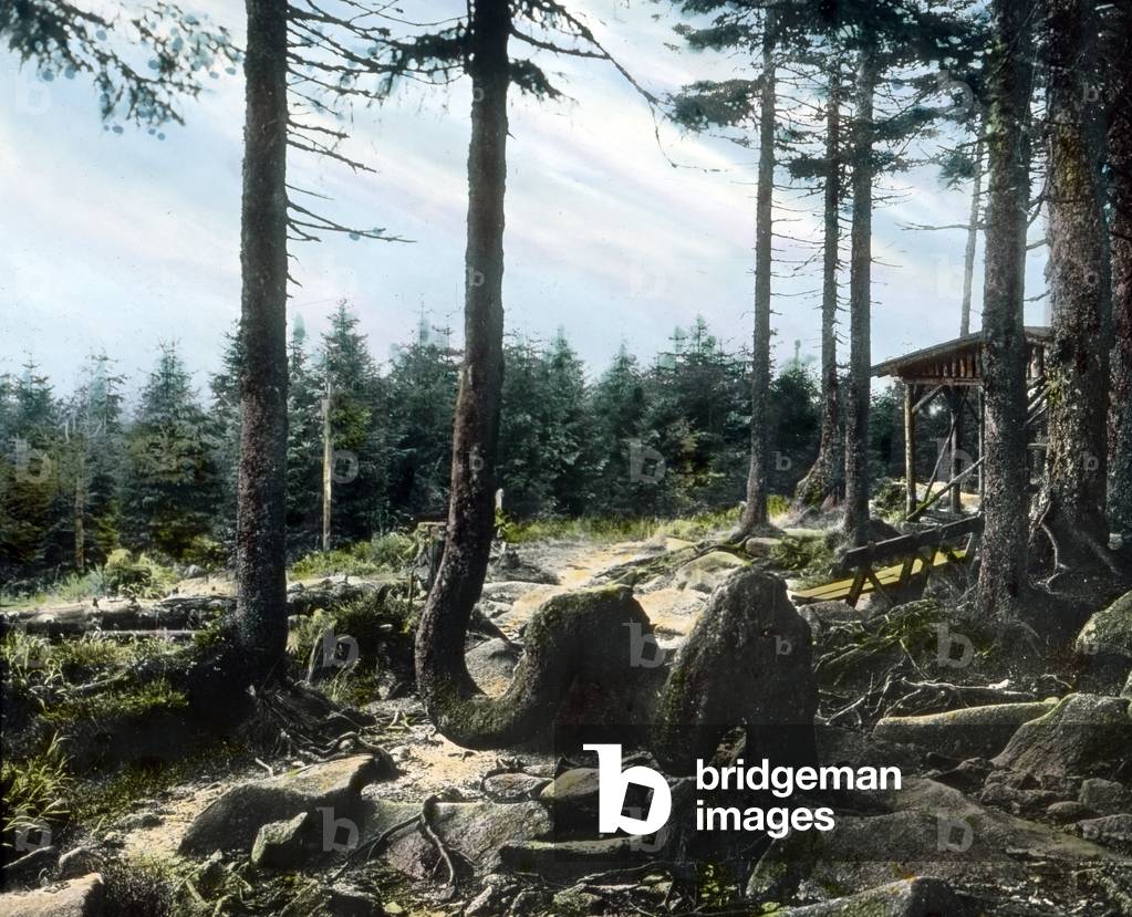 Camel spruce at the Achtermann