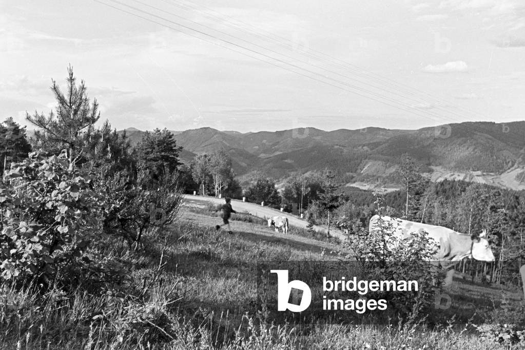 A pasture with grazing cows in the Black Forest, Germany 1930s (b/w photo)