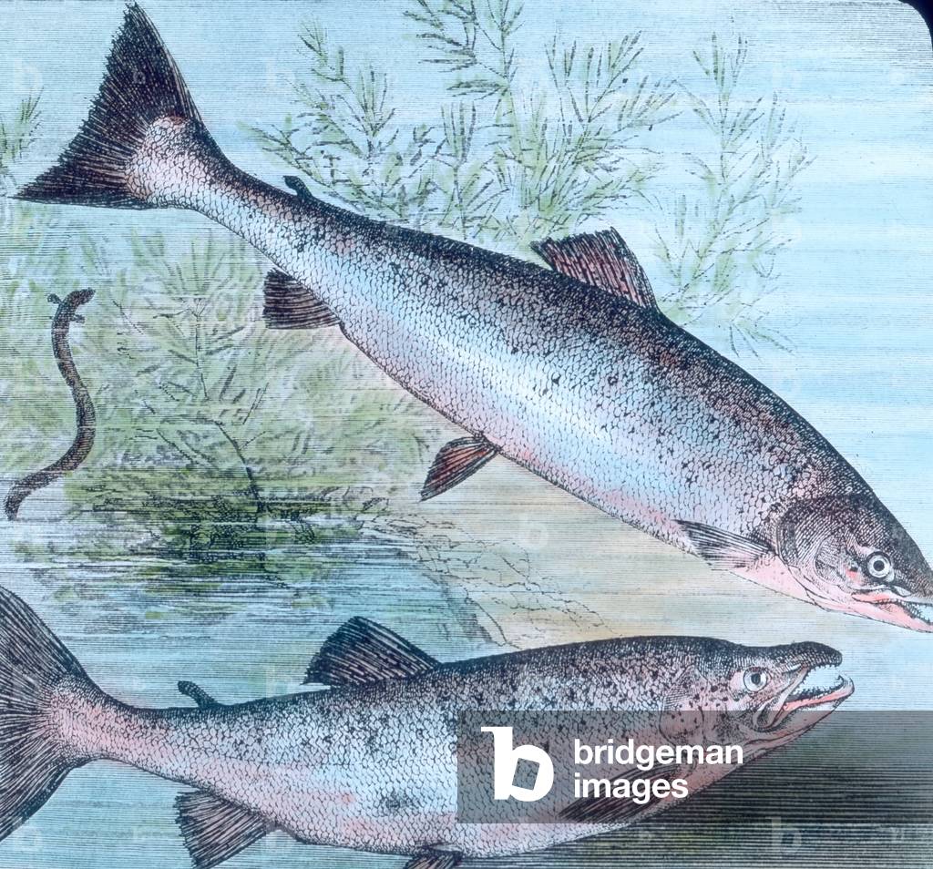 Illustration of salmon and salmon trout, 1920s